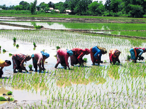 कर्णालीमा ६५ प्रतिशत रोपाई सम्पन्न