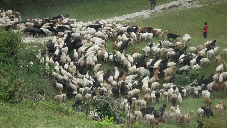 मुगुका भेडापालक कृषकलाई त्रिपाल र सोलार वितरण