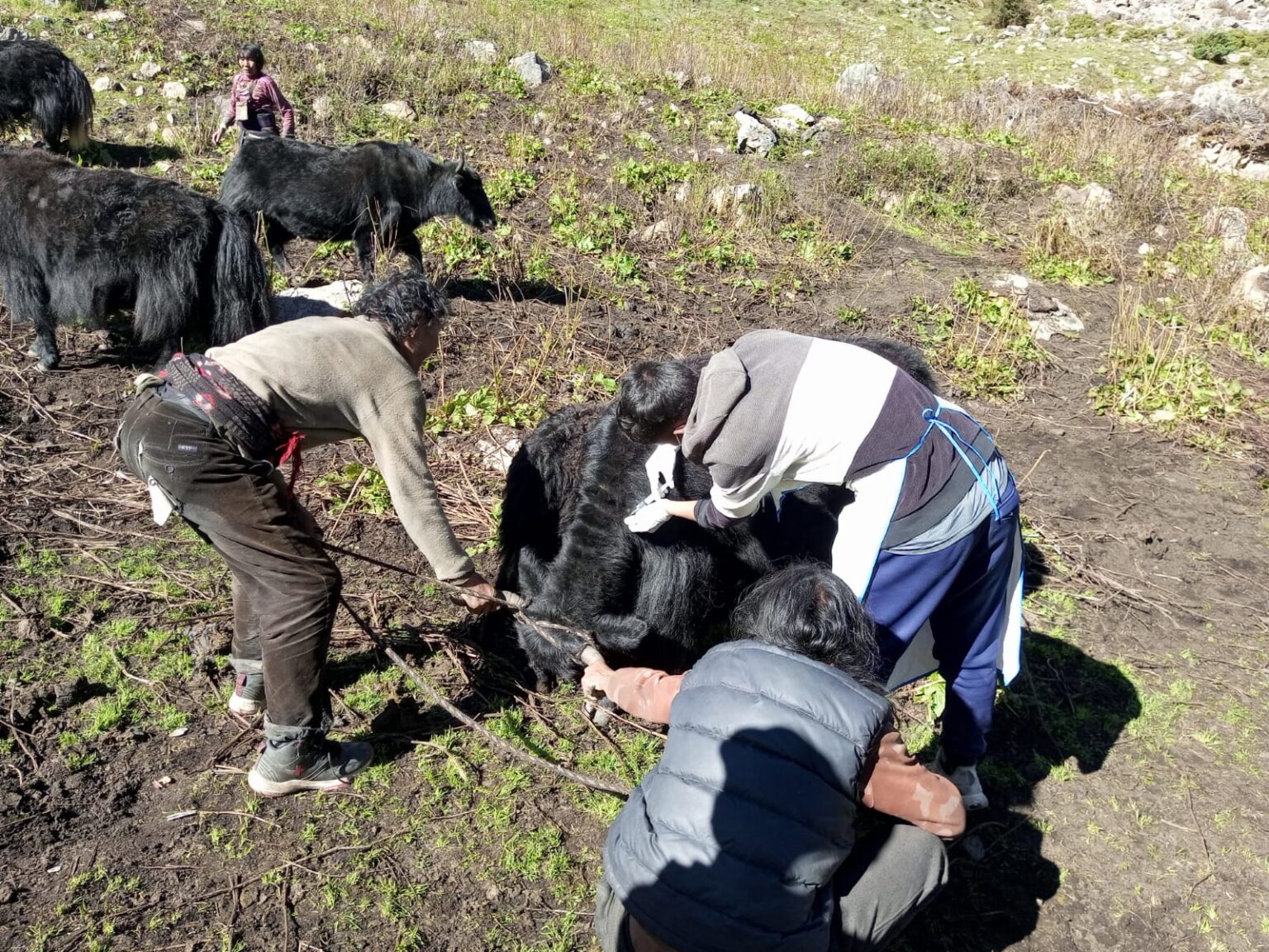 लम्पी स्किन रोग नियन्त्रण गर्न चौरीलाई खोप