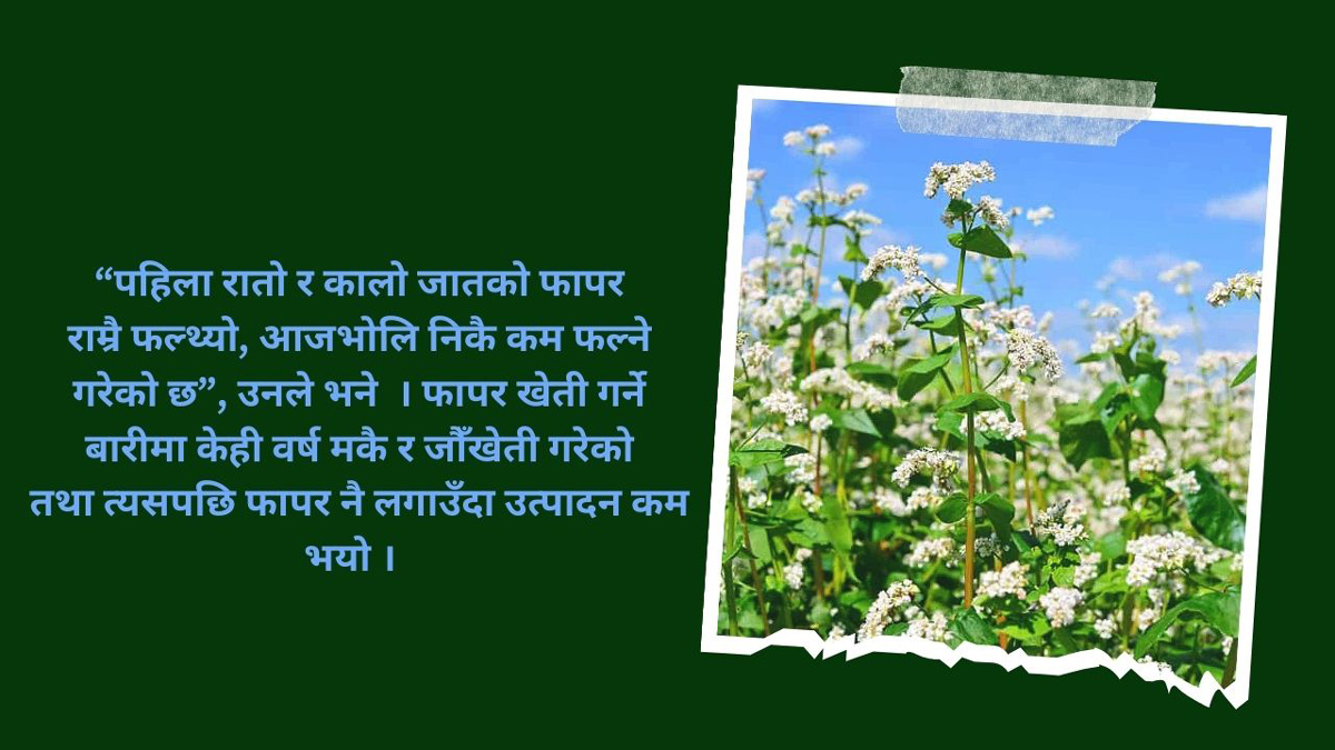 लेकाली खेतीका रूपमा परिचित फापर बाली घट्दै